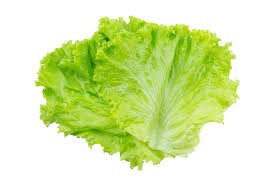 Lettuce    (سلاد پتہ)