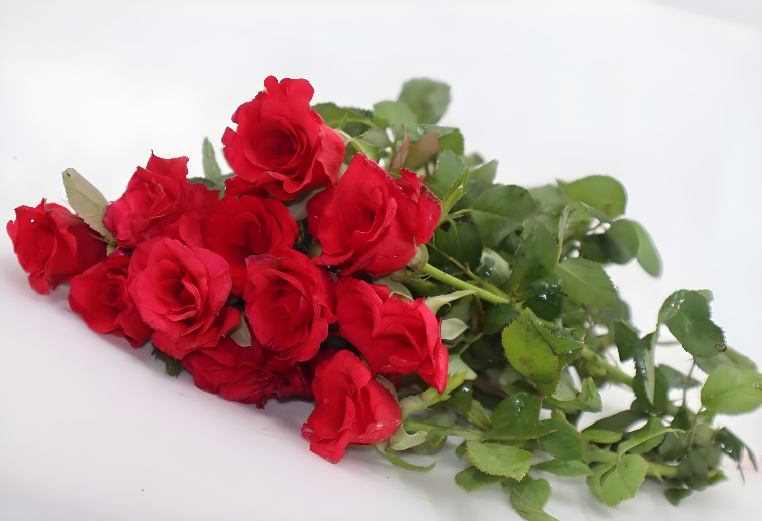 Red Rose Pack of 6